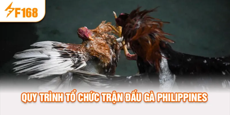 Quy trình tổ chức trận đấu gà philippines