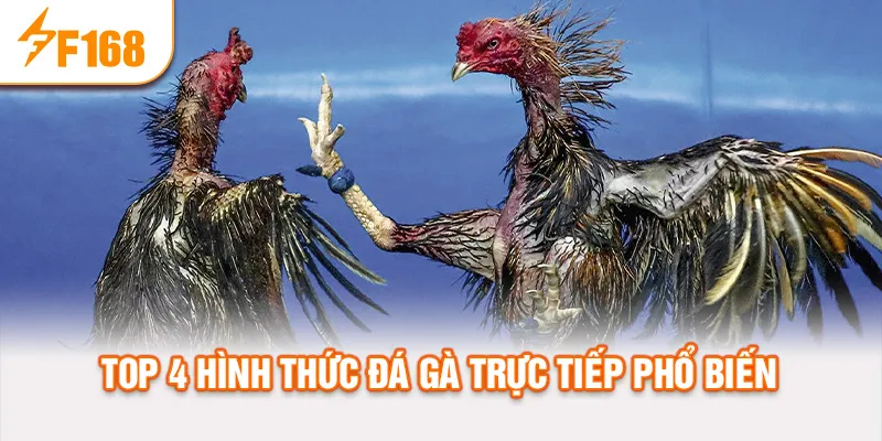Top 4 hình thức đá gà trực tiếp phổ biến