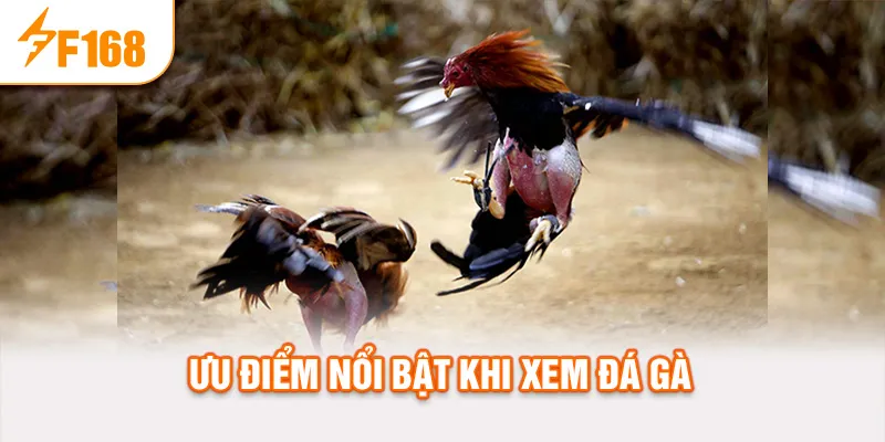 Ưu điểm nổi bật khi xem đá gà